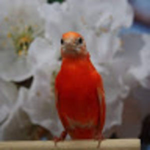 Meet your Posher, Frank